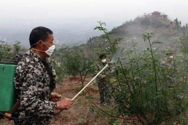 花椒树的发芽时间，3-5月份发芽