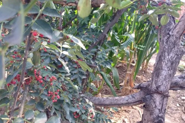 花椒树的发芽时间，3-5月份发芽