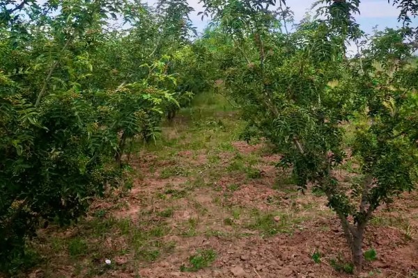 花椒树的发芽时间，3-5月份发芽