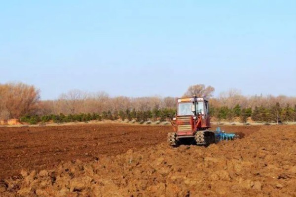 八宝景天的种植方法，撒播种子覆盖细土