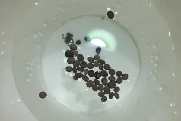 八宝景天的种植方法，撒播种子覆盖细土