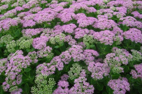 八宝景天的种植方法，撒播种子覆盖细土