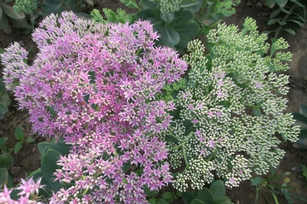 八宝景天的种植方法，撒播种子覆盖细土