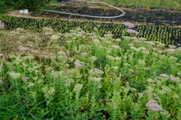 八宝景天的种植方法，撒播种子覆盖细土