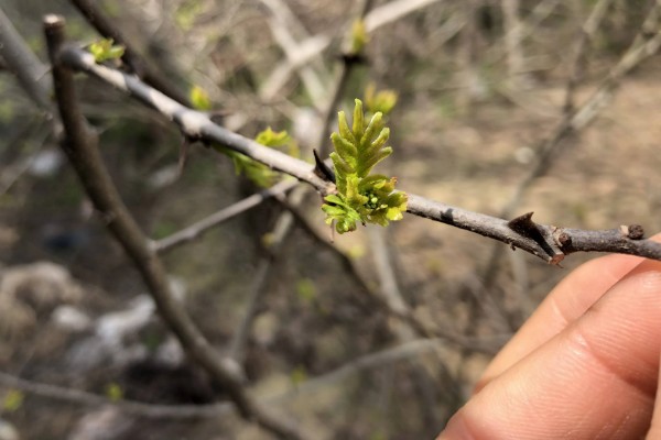 花椒树的发芽时间，3-5月份发芽