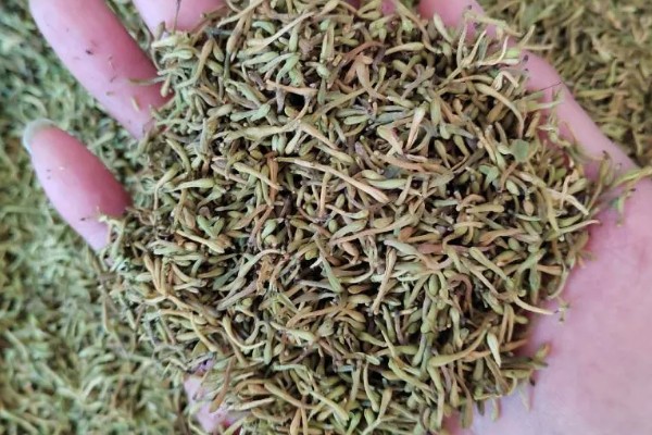 金银莲花的种植方法，浸种催芽后再栽入培养基中