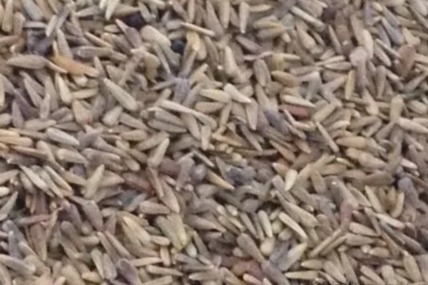 金银莲花的种植方法，浸种催芽后再栽入培养基中