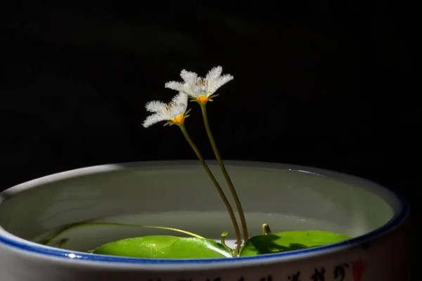 金银莲花的种植方法，浸种催芽后再栽入培养基中