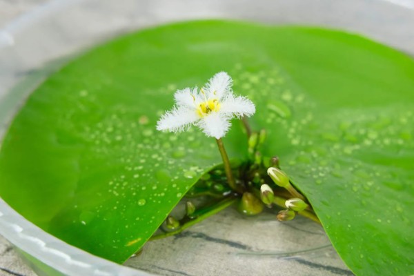 金银莲花的种植方法，浸种催芽后再栽入培养基中