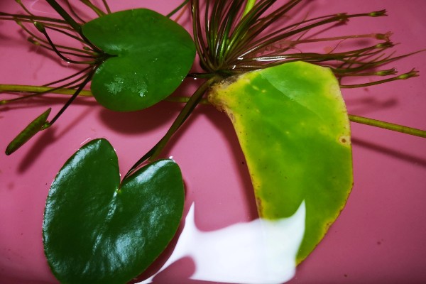 金银莲花的种植方法，浸种催芽后再栽入培养基中