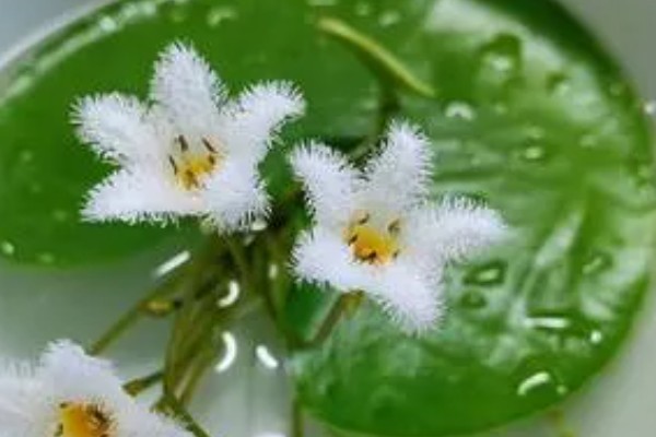 金银莲花的种植方法，浸种催芽后再栽入培养基中