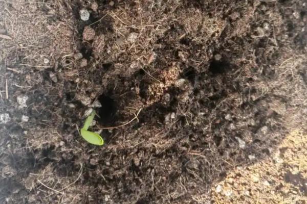 西瓜怎么育苗，浸种催芽后再栽植