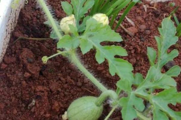 西瓜怎么育苗，浸种催芽后再栽植