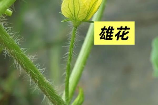 西瓜怎么育苗，浸种催芽后再栽植