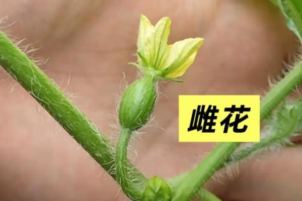 西瓜怎么育苗，浸种催芽后再栽植