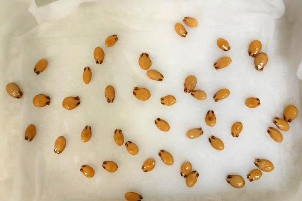 西瓜怎么育苗，浸种催芽后再栽植