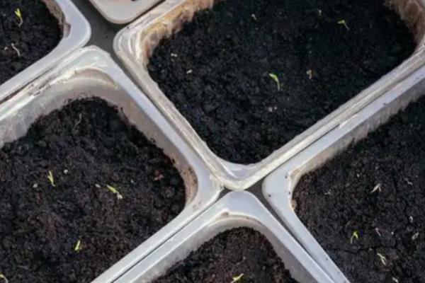 西瓜怎么育苗，浸种催芽后再栽植