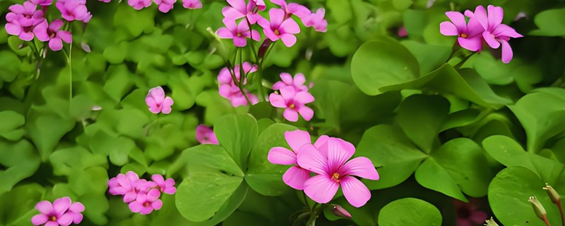 酢浆草叶子枯萎如何处理，将枯萎的叶片刈割剪除