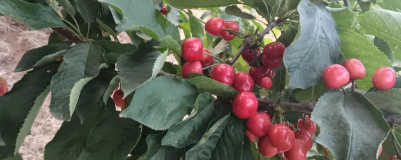 美早大樱桃的盆栽种植技术，播种前在温水中浸泡1天