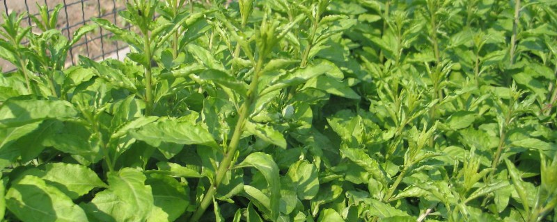 枸杞苗的种植要点，生长后期每隔1-2个月追肥一次