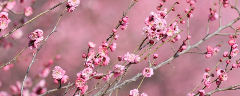 有什么名贵的花卉，常见梅花、牡丹花等品种