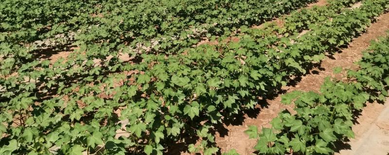 棉花怎么种植，播种至破土出苗时把土壤湿度保持在70-75%