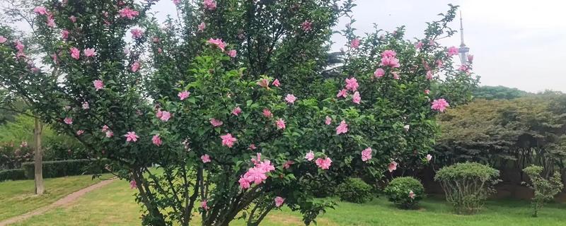 木槿花能栽在庭院吗，可以栽种在庭院里