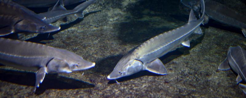 俄罗斯鲟鱼与中华鲟有什么区别，分布地区、腹部和鳍部颜色等方面不同