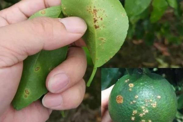 柑桔疮痂病的危害大吗，主要为害新梢、嫩叶、花萼等