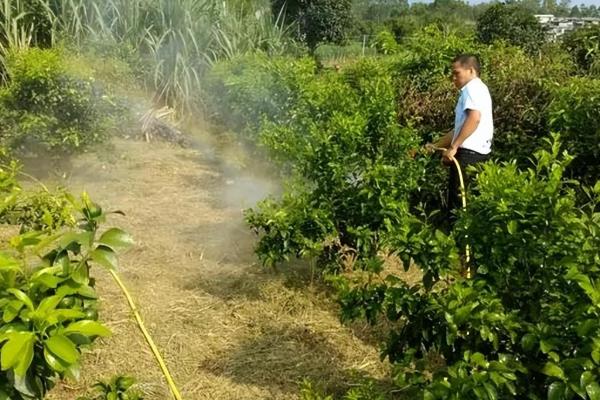 柑桔疮痂病的危害大吗，主要为害新梢、嫩叶、花萼等