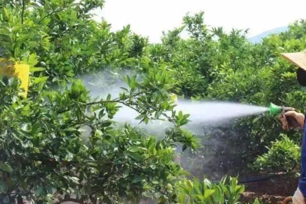 柑桔疮痂病的危害大吗，主要为害新梢、嫩叶、花萼等