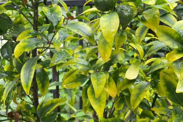 柑桔疮痂病的危害大吗，主要为害新梢、嫩叶、花萼等