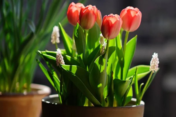 郁金香是草本还是木本植物，是草本植物