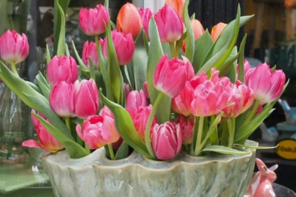 郁金香是草本还是木本植物，是草本植物