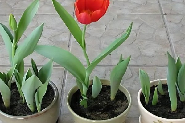 郁金香是草本还是木本植物，是草本植物