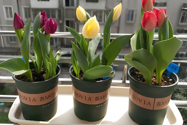 郁金香是草本还是木本植物，是草本植物