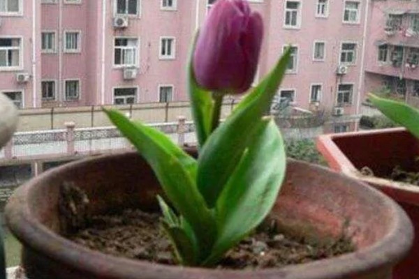 郁金香是草本还是木本植物，是草本植物