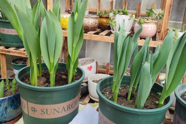 郁金香是草本还是木本植物，是草本植物