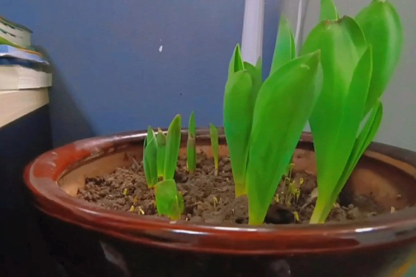 郁金香是草本还是木本植物，是草本植物