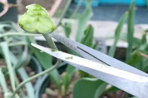 郁金香是草本还是木本植物，是草本植物