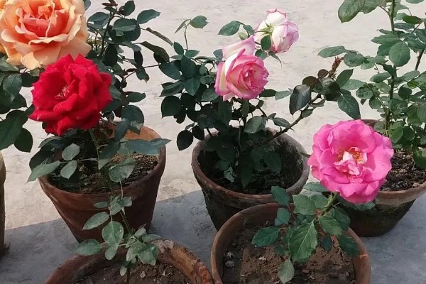 室内怎么养盆栽小月季，放在充足光照的地方养护