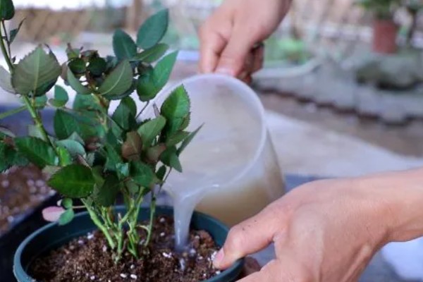 室内怎么养盆栽小月季，放在充足光照的地方养护