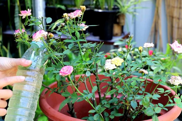 室内怎么养盆栽小月季，放在充足光照的地方养护