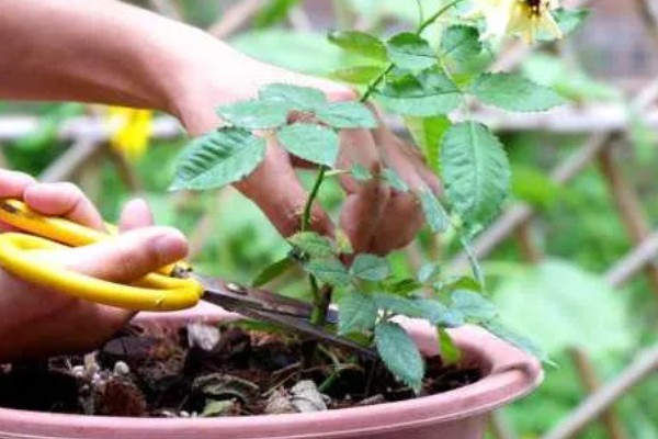 室内怎么养盆栽小月季，放在充足光照的地方养护