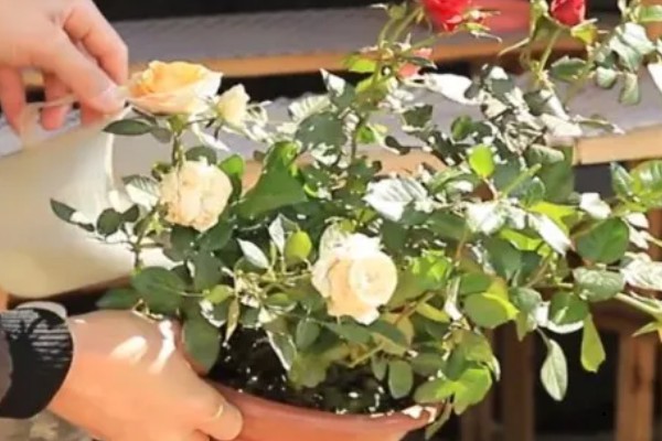 室内怎么养盆栽小月季，放在充足光照的地方养护