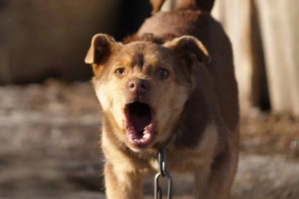 狗狗不会叫唤的原因，声带未充分发育便无法叫唤