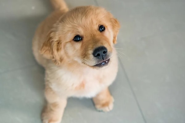 狗狗不会叫唤的原因，声带未充分发育便无法叫唤