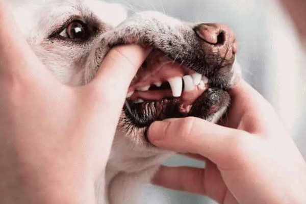 狗狗不会叫唤的原因，声带未充分发育便无法叫唤