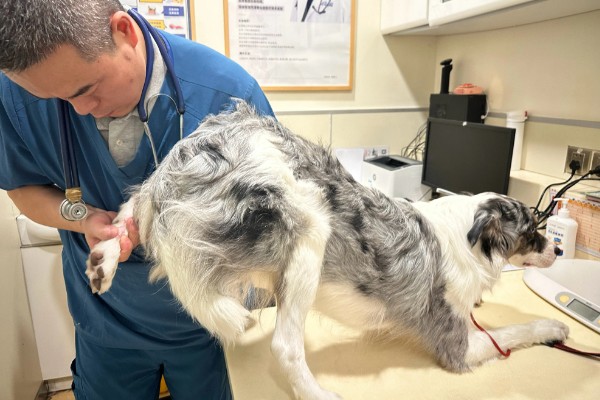 狗狗不会叫唤的原因，声带未充分发育便无法叫唤