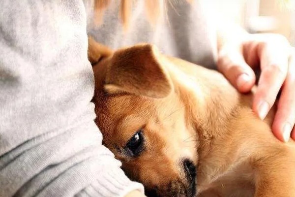 狗狗不会叫唤的原因，声带未充分发育便无法叫唤